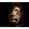 Lasikuva Lion 100x70 cm