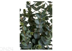 Tekoeukalyptus