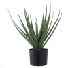 Tekokasvi Aloe Vera 1 kpl