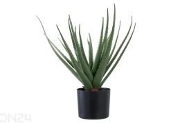 Tekokasvi Aloe Vera 1 kpl