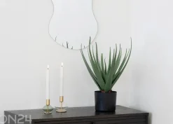 Tekokasvi Aloe Vera 1 kpl