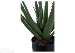 Tekokasvi Aloe Vera 1 kpl