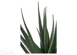 Tekokasvi Aloe Vera 1 kpl